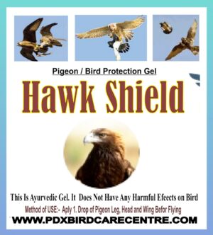 Pigeon Protection From Hawk and Falcon - Hawk Shield Gel - No Side-Efffects - Image 2