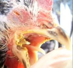 images 17