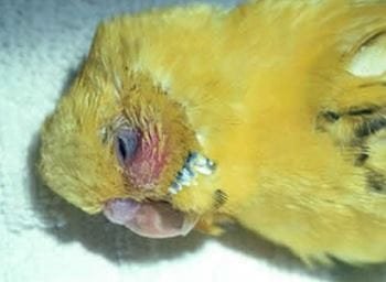 bird canker 1