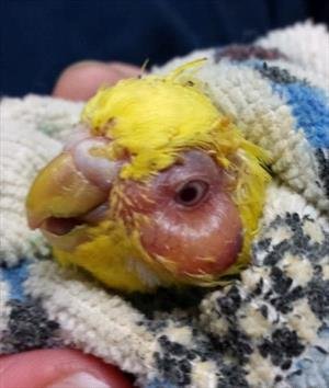 bird canker 2