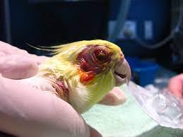 bird canker 3