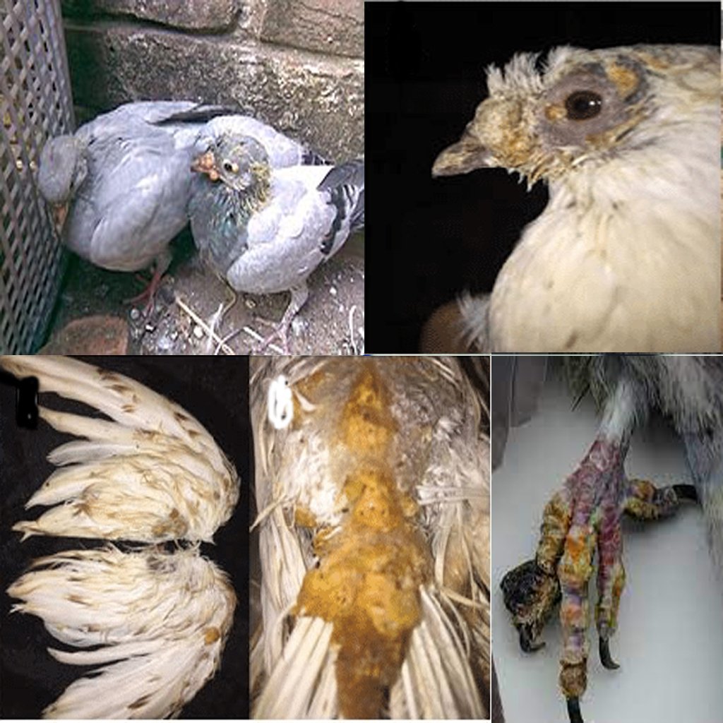 Pigeon Avian Pox Treatment Medicine - Pox Treator Gel 8 PIGEON BODY POX