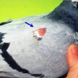 Pigeon Lump Treatment Medicine