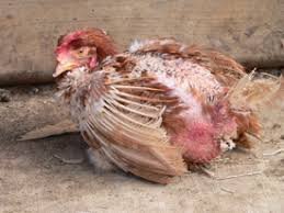 Aseel Rooster Pest Clean Spray - Roo-Guard - Image 7