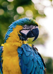 PARROT PIC 5X7
