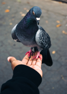 PIGEON PIC 5X7