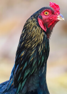 ROOSTER PIC 5X7