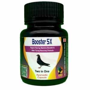 Pigeons
Flyng Booster-5X Ayurvedic Cap-sule - Kabootar Udaan