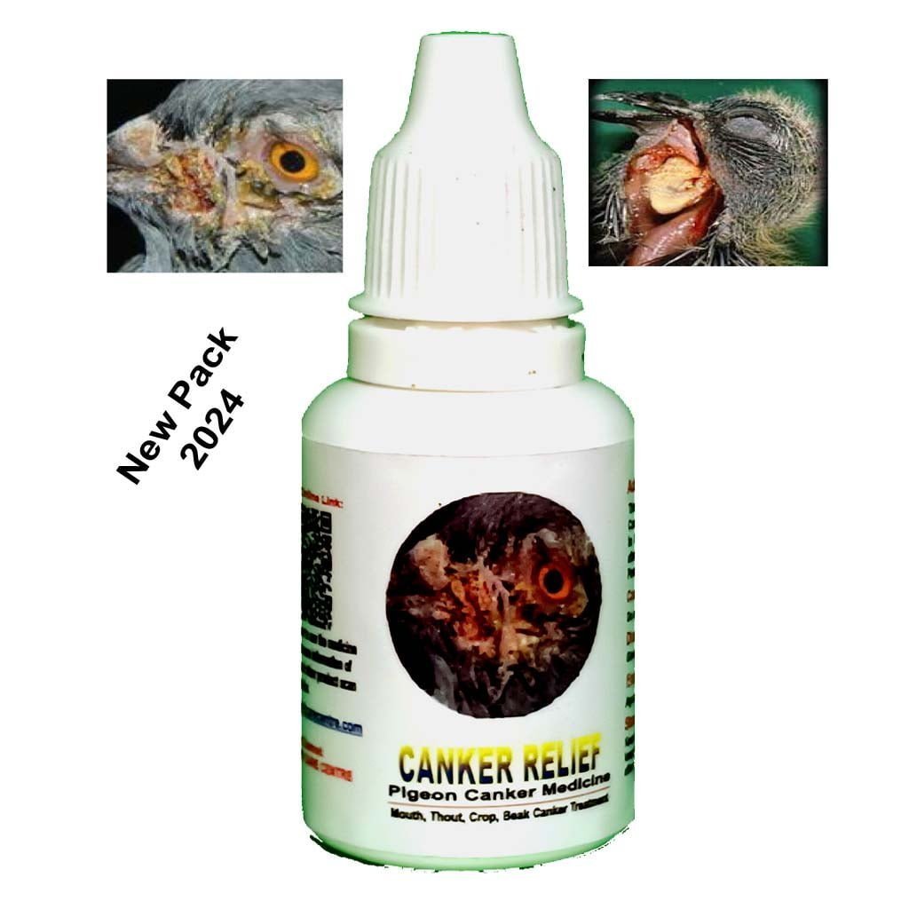 Pigeons
  Canker - Pieon Kabootar Medicne