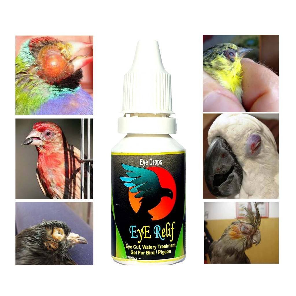 Pigeons Eye Flu Eye Relief Drops By Dr PDX 1 Pigeons
Eye Flu Eye Relief Drops By Dr PDX