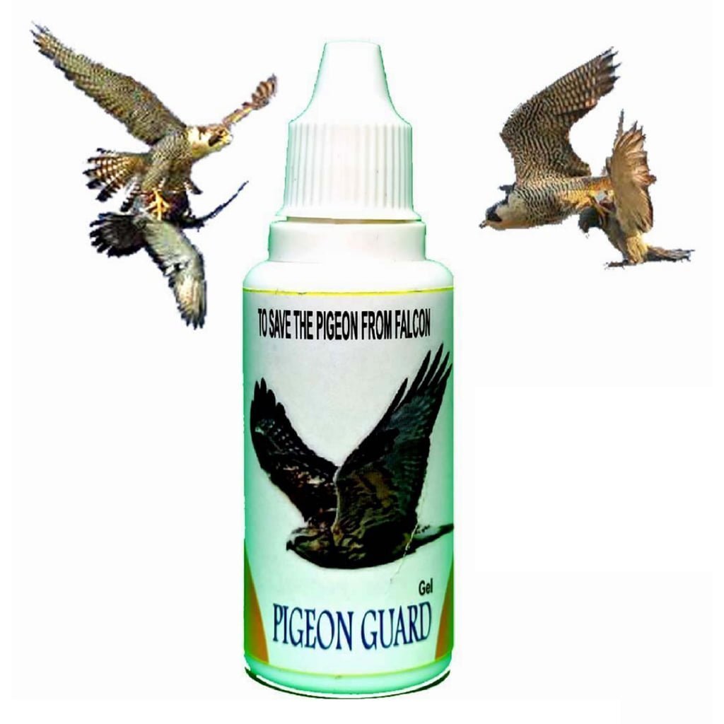 Pigeons
  Protection From Falcon and Hawk - Pigeons Kabootar Medicne