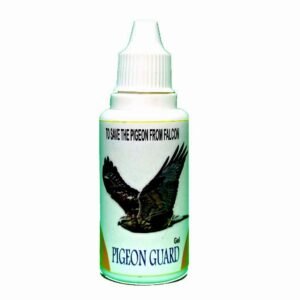 Pigeons
  Protection From Falcon and Hawk - Pigeons Kabootar Medicne