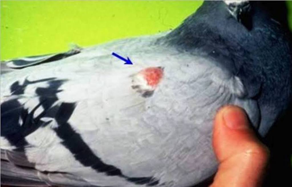 Pigeons Wing, Leg, Vent Lum Medicne Lump Gone Tablet 8 images