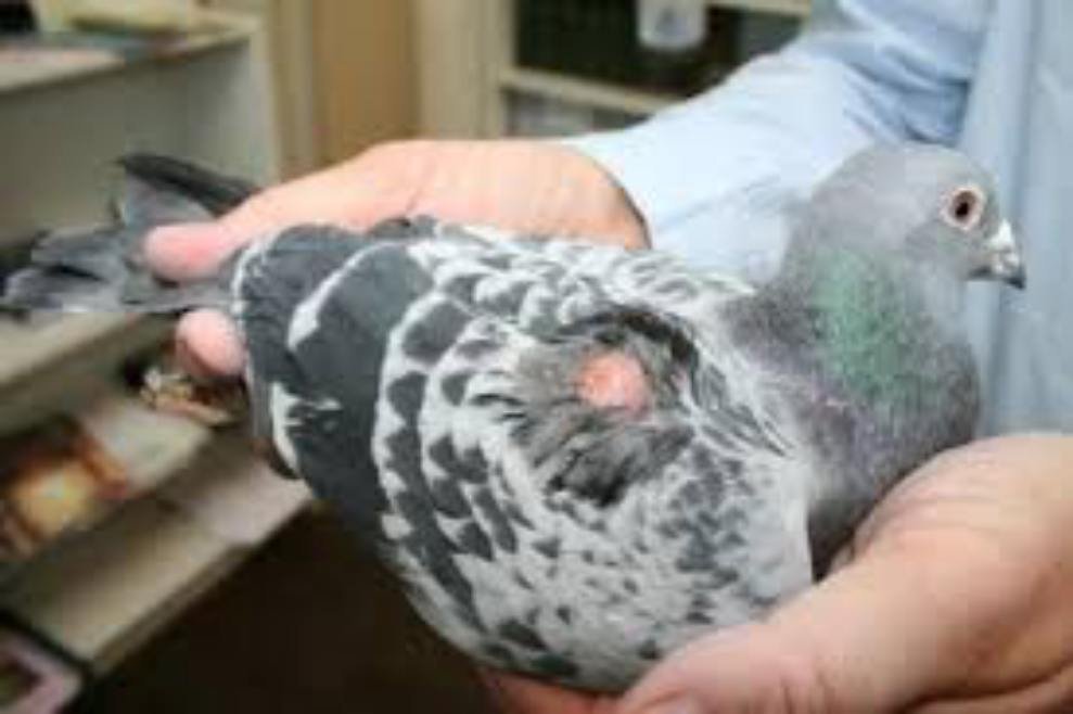 Pigeons Wing, Leg, Vent Lum Medicne Lump Gone Tablet 10 images