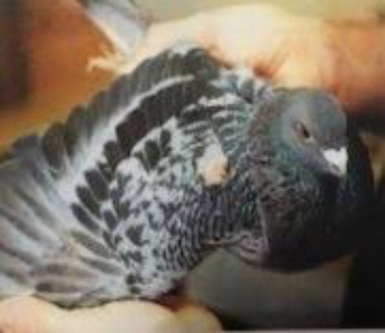 Pigeons Wing, Leg, Vent Lum Medicne Lump Gone Tablet 12 images